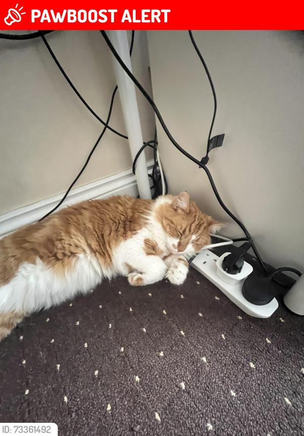 Lost Male Cat last seen Albert Road, Victoria Road, Greater London, England N22 7RU