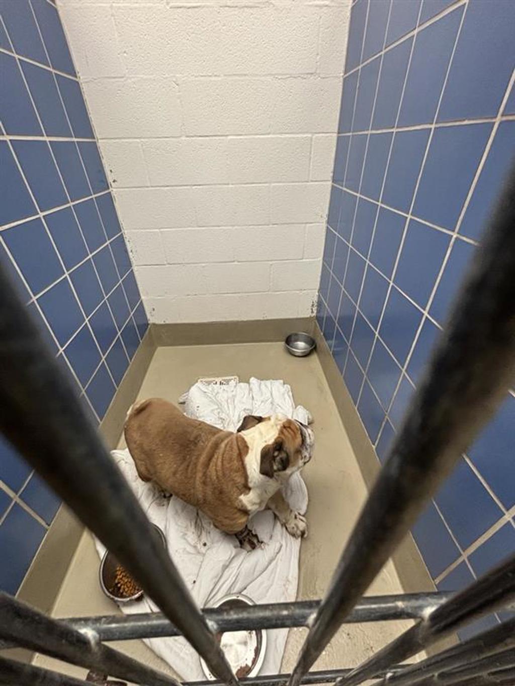 Shelter Stray Unknown Dog last seen Near Cameron Road, AUSTIN, TX, 78754, 7201 Levander Loop bldg a, Austin, TX 78702, USA