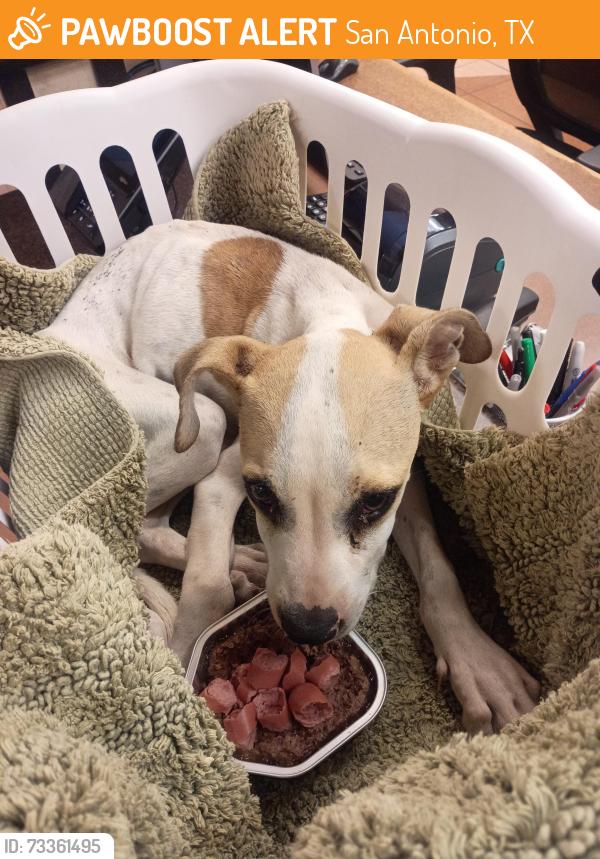 Found/Stray Male Dog last seen Behind sonic in by the road. Unable to move or drink water, San Antonio, TX 78228