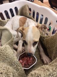 Found/Stray Male Dog last seen Behind sonic in by the road. Unable to move or drink water, San Antonio, TX 78228