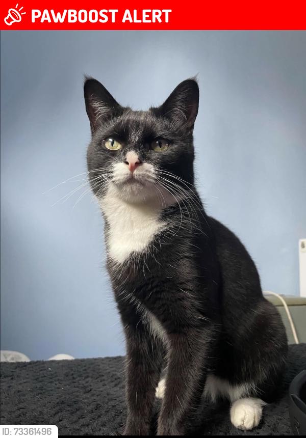 Lost Female Cat last seen Travelodge service yard, Buckinghamshire, England 