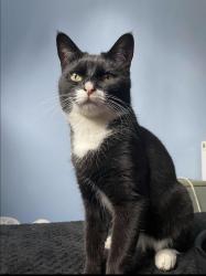 Lost Female Cat last seen Travelodge service yard, Buckinghamshire, England 