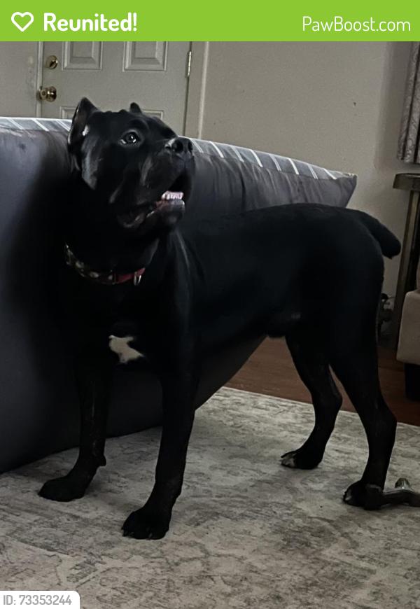 Reunited Male Dog last seen Spring Meadow Park in Boiling Springs, Boiling Springs, PA 17007