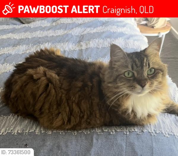 Lost Female Cat last seen Hummock view drive CRAIGNISH, Craignish, QLD 4655