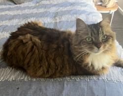 Lost Female Cat last seen Hummock view drive CRAIGNISH, Craignish, QLD 4655