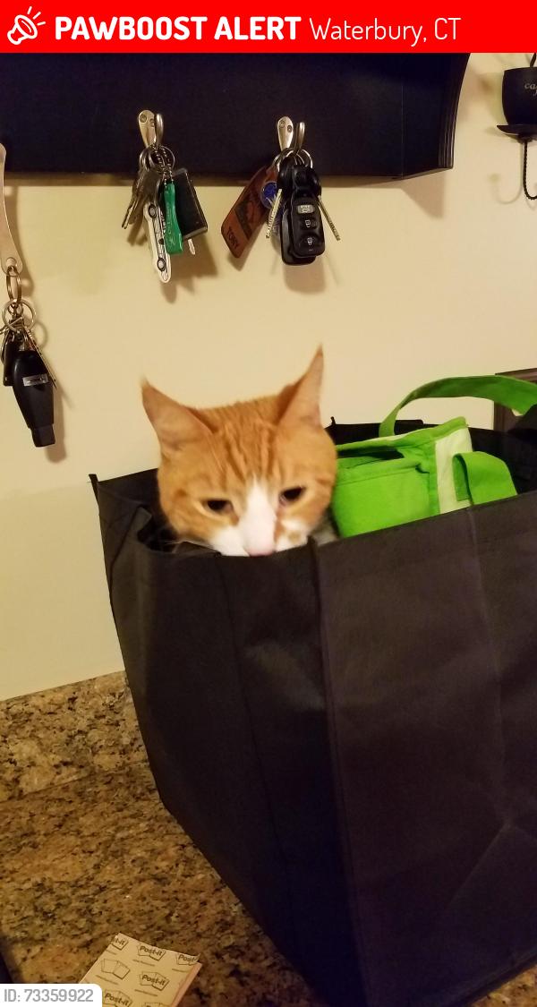 Lost Male Cat last seen Chipper Rd Waterbury CT, Waterbury, CT 06704
