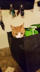 Lost Male Cat last seen Chipper Rd Waterbury CT, Waterbury, CT 06704