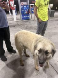 Found/Stray Male Dog last seen Exxon McDonalds, Vonore, TN 37885