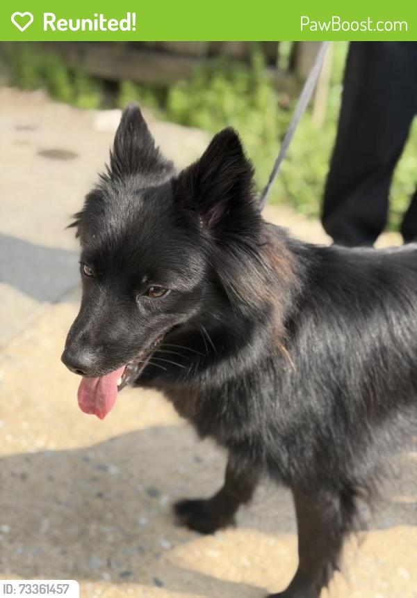 Reunited Female Dog last seen Near Grantley st York pa, York, PA 17401