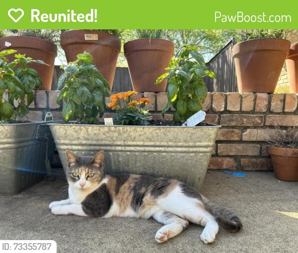 Reunited Female Cat last seen Eucalyptus and Maple Leaf, Plano, TX 75075