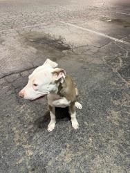 Found/Stray Female Dog last seen Toot n totum parking lot off of university and south loop, Lubbock, TX 79412