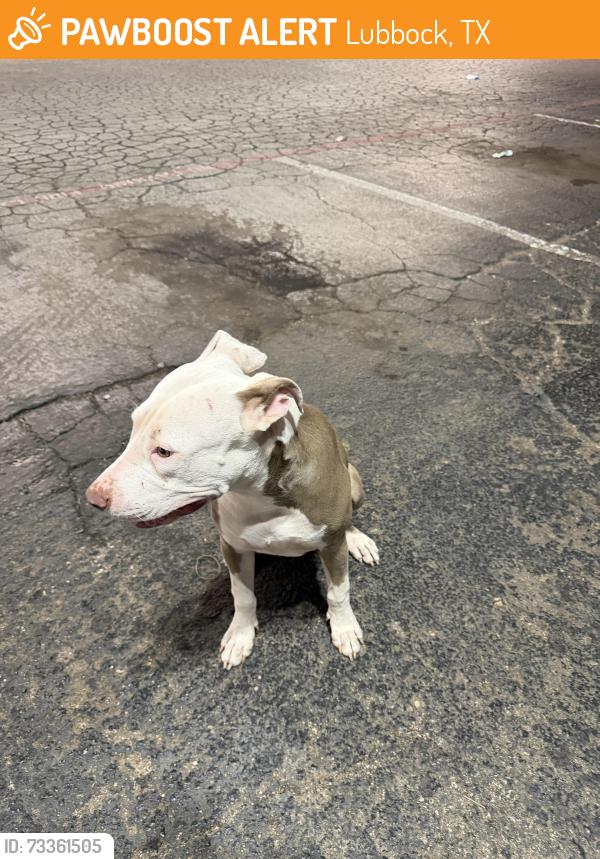 Found/Stray Female Dog last seen Toot n totum parking lot off of university and south loop, Lubbock, TX 79412