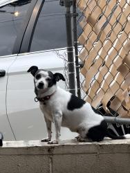 Reunited Female Dog last seen Across Mayor Wrights, down the road from Hele on vineyard, Honolulu, HI 96817