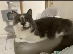 Lost Male Cat last seen Rialto close, Kirwan, QLD 4817