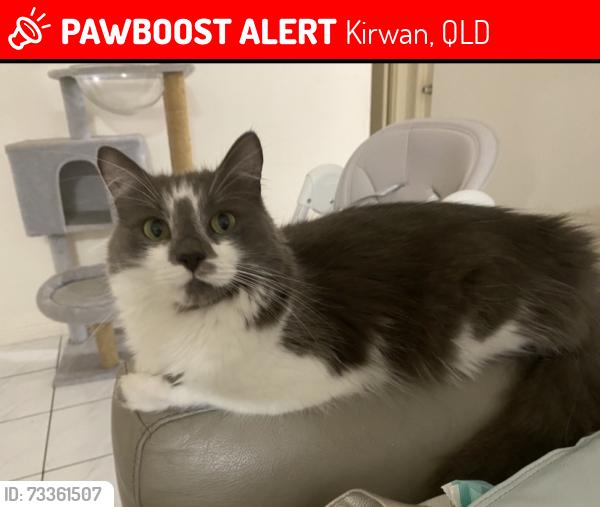 Lost Male Cat last seen Rialto close, Kirwan, QLD 4817