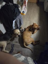 Lost Male Dog last seen Old Nashville, Smyrna, TN 37167