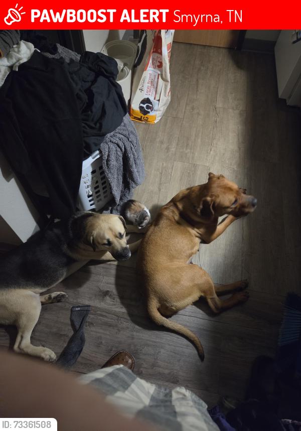 Lost Male Dog last seen Old Nashville, Smyrna, TN 37167