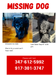 Lost Female Dog last seen Brookside and Prince Avenue, Freeport, NY 11575