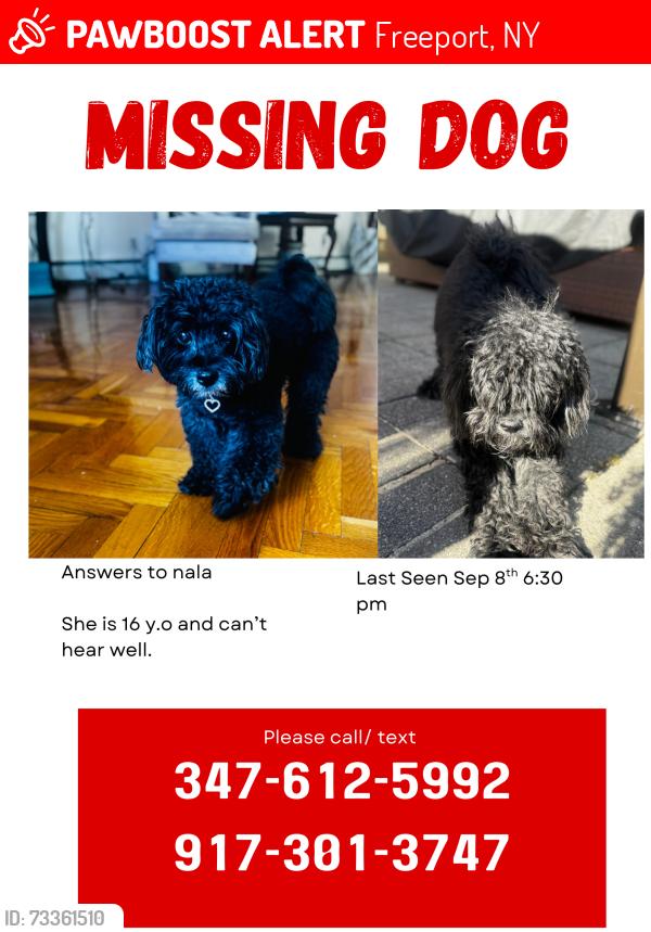 Lost Female Dog last seen Brookside and Prince Avenue, Freeport, NY 11575