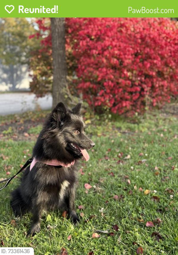 Reunited Female Dog last seen Grantley street york pa 17401, York, PA 17401