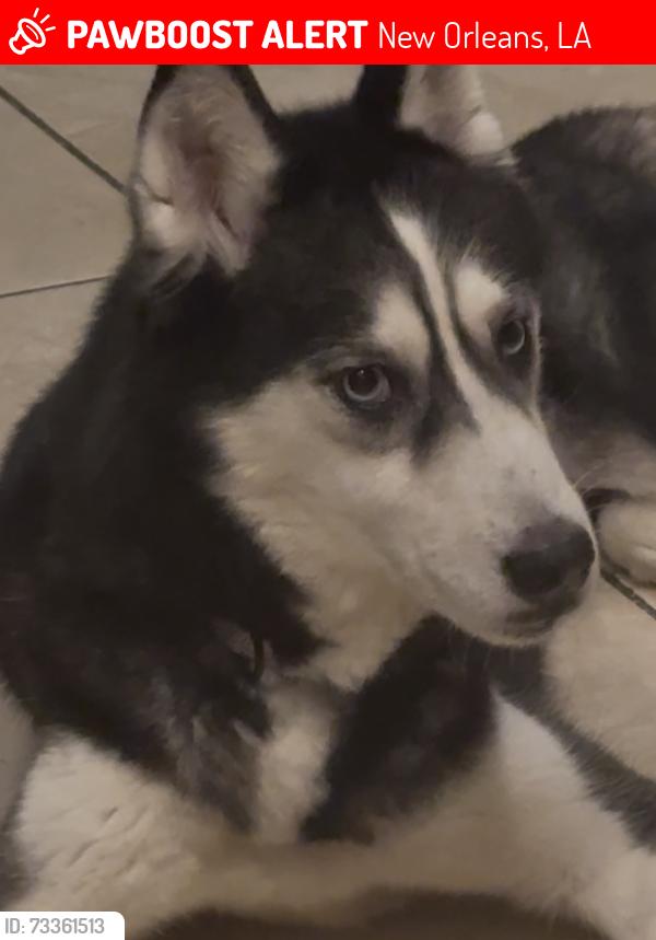 Lost Female Dog last seen Newcastle Street, New Orleans, LA 70126