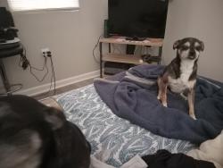 Lost Male Dog last seen Division Avenue, Washington, DC 20019