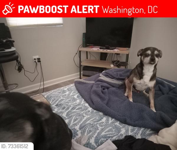 Lost Male Dog last seen Division Avenue, Washington, DC 20019