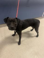 Shelter Stray Female Dog last seen Near BLOCK SW 194 PL, 3599 NW 79th Ave, Doral, FL 33122, USA
