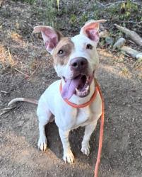 Shelter Stray Female Dog last seen CHARLOTTE, 8315 Byrum Dr, Charlotte, NC 28217, USA