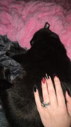 Reunited Male Cat last seen Racine Ave, the Minecraft creeper mailbox., New Berlin, WI 53146