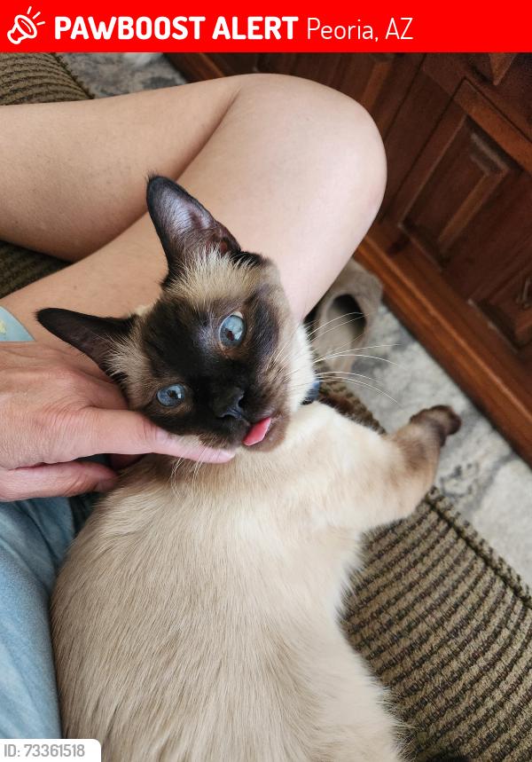 Lost Male Cat last seen Near W Carlota Ln Peoria AZ 85383, Peoria, AZ 85383