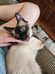 Lost Male Cat last seen Near W Carlota Ln Peoria AZ 85383, Peoria, AZ 85383