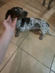Reunited Male Dog last seen Near Ocampo Ct, Waco, TX 76708, USA, Waco, TX 76708