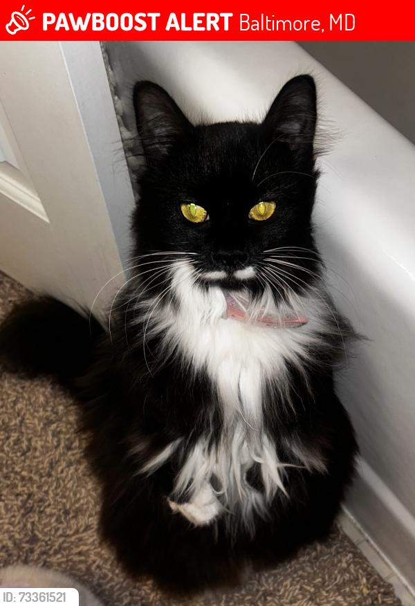 Lost Female Cat last seen Mareco and Belair rd, Baltimore, MD 21213