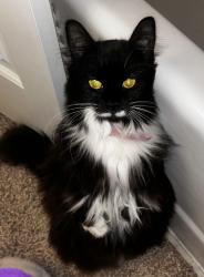 Lost Female Cat last seen Mareco and Belair rd, Baltimore, MD 21213