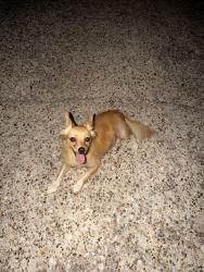Reunited Female Dog last seen Fox haven , humble, Foxwood, TX 77338