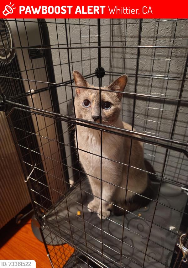 Lost Female Cat last seen Mills/Mulberry, Whittier, CA 90605