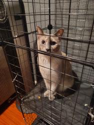 Lost Female Cat last seen Mills/Mulberry, Whittier, CA 90605