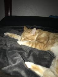 Lost Male Cat last seen Wheatland St/Foss park Somerville MA, Somerville, MA 02145