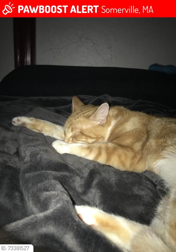 Lost Male Cat last seen Wheatland St/Foss park Somerville MA, Somerville, MA 02145
