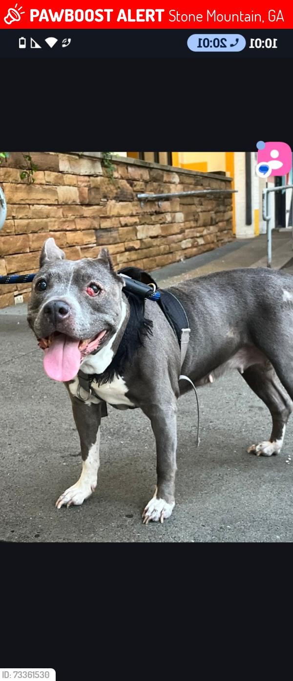 Lost Female Dog last seen Springleaf & Indian Creek sw, Stone Mountain, GA 30083