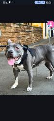 Lost Female Dog last seen Springleaf & Indian Creek sw, Stone Mountain, GA 30083