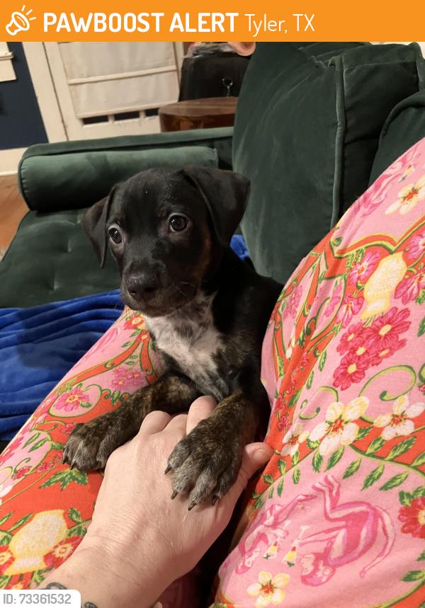 Found/Stray Female Dog last seen Reeves St, Tyler, TX 75702