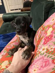 Found/Stray Female Dog last seen Reeves St, Tyler, TX 75702