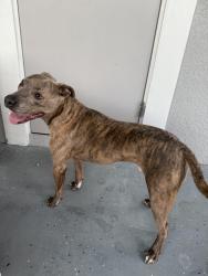 Found/Stray Male Dog last seen August Ave, Port Charlotte, FL 33948