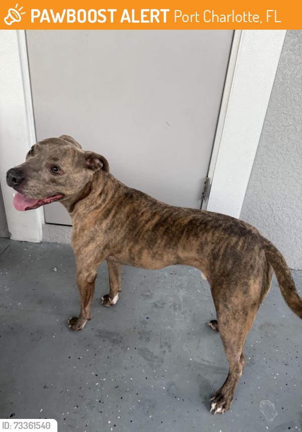 Found/Stray Male Dog last seen August Ave, Port Charlotte, FL 33948