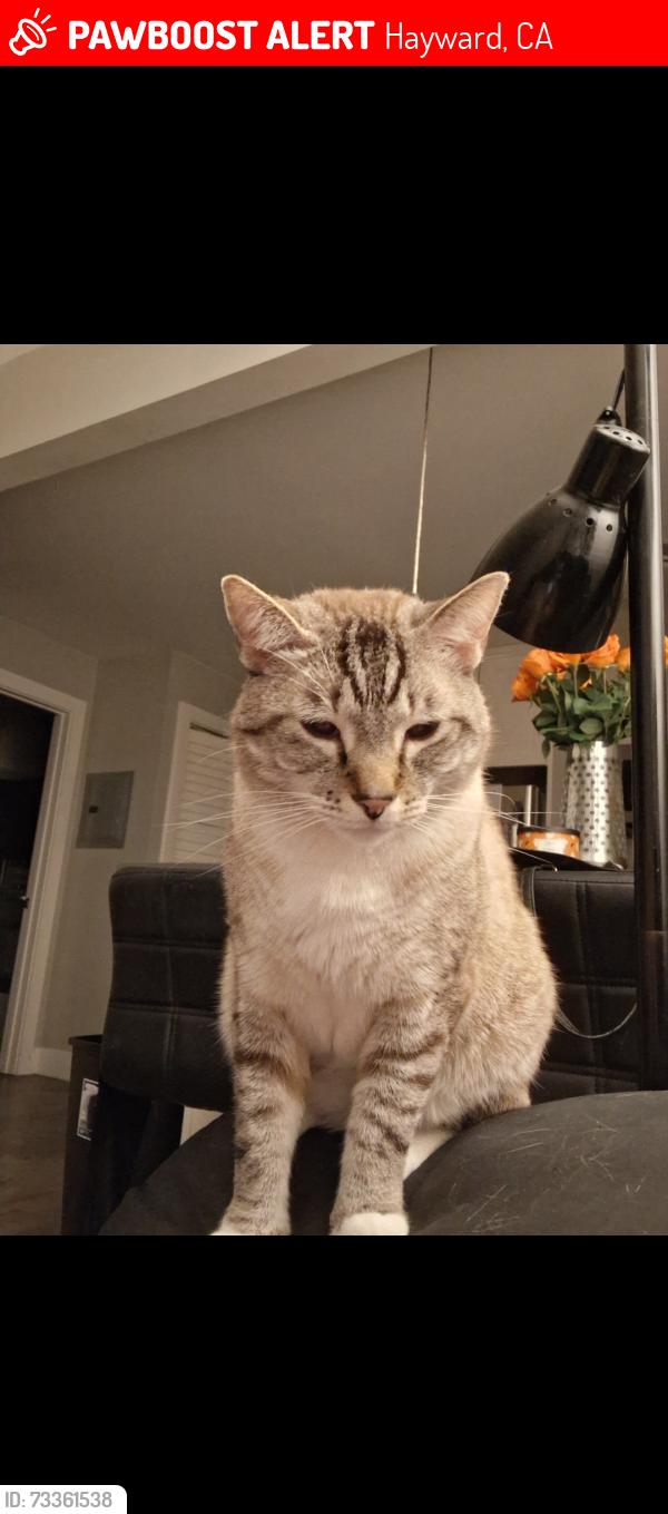 Lost Male Cat last seen Soto and Harder, Hayward, CA 94544