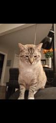 Lost Male Cat last seen Soto and Harder, Hayward, CA 94544