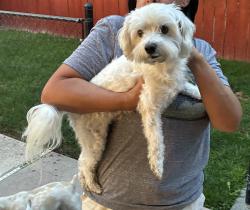 Found/Stray Male Dog last seen Whitendale and Giddings, Visalia, CA 93277