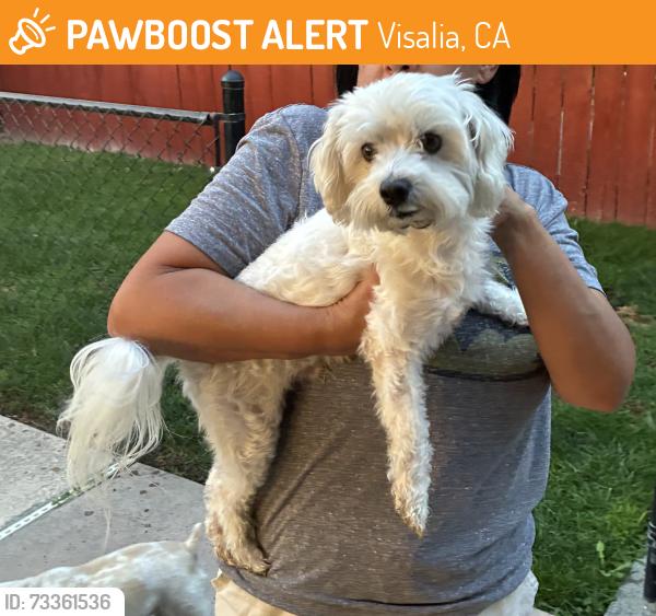 Found/Stray Male Dog last seen Whitendale and Giddings, Visalia, CA 93277